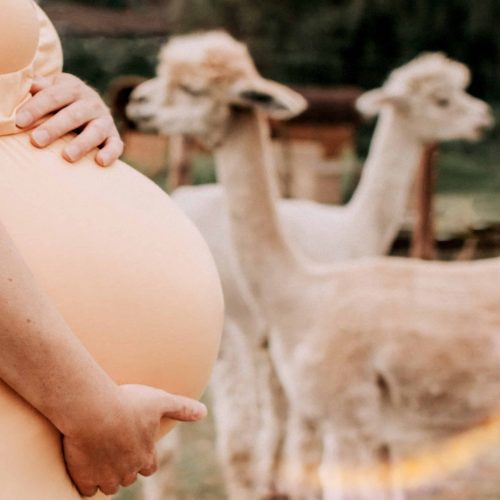 Babybauch auf Alpakaweide in Dortmund - Siebenschön Photography